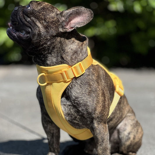 Harnais Anti-Evasion et Respirant pour Chiens avec 3 Points de Fixation