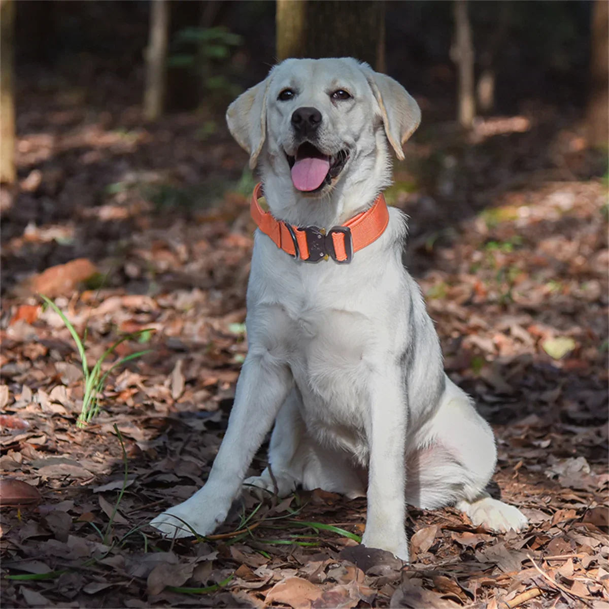 Collier d'entraînement lourd pour chiens avec poignée extra fort
