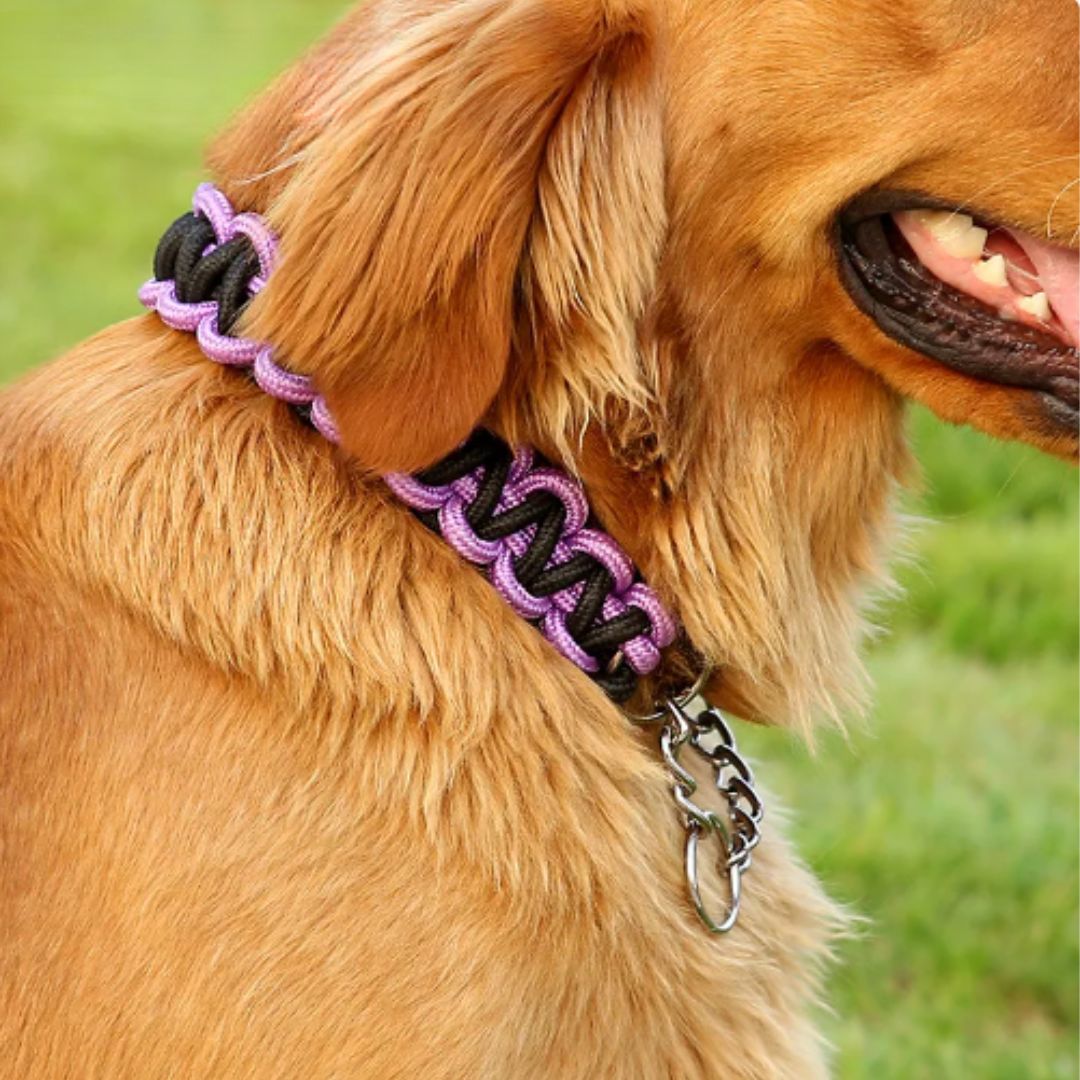 Collier en Nylon Tissé pour Chien Résistant