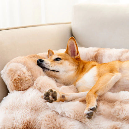 Canapé Convertible Douillet Pour Chiens