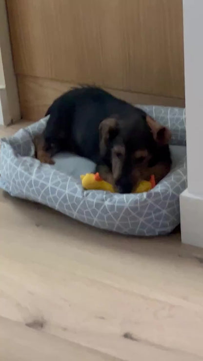 Jouet poulet couineur