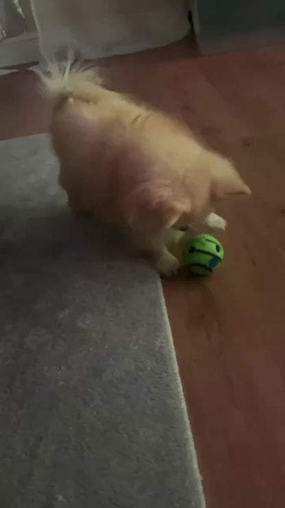 Balle jouet indestructible