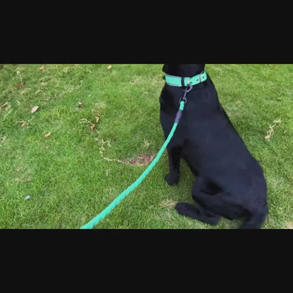 Laisse confort pour chien